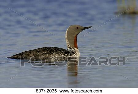 Stock Photography - Red-Throated Loon. Fotosearch
