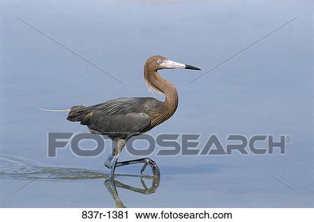 Reddish Egret View Large Photo Image Stock Image - Reddish Egret. Fotosearch