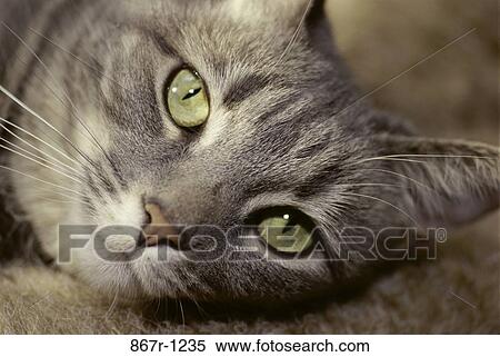 Stock Photography - relaxed, cat, animal, indoors, close-up, headshot. Fotosearch