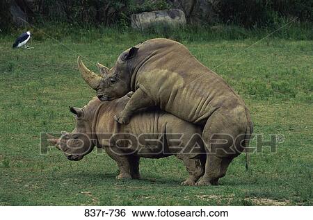 Rhinoceroses View Large Photo Image Stock Photograph - Rhinoceroses. Fotosearch