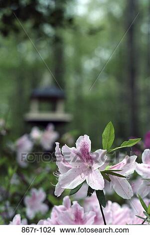 Rhododendron View Large Photo Image Picture - Rhododendron. Fotosearch