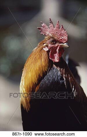 Rooster View Large Photo Image Stock Image - Rooster. Fotosearch