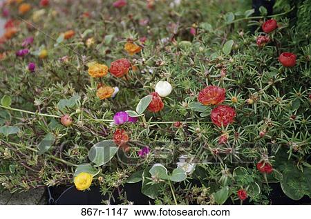 Rose Moss View Large Photo Image Stock Photo - Rose Moss. Fotosearch