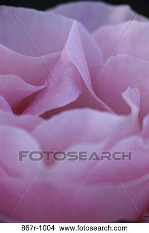 Picture - Rose. Fotosearch