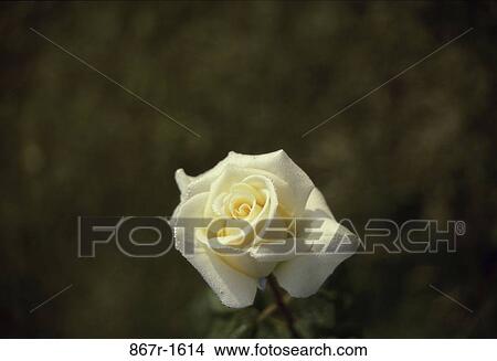 Rose View Large Photo Image Picture - Rose. Fotosearch