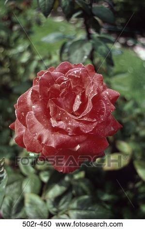 Stock Image - Rose. Fotosearch
