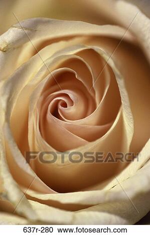 Stock Image - Rose. Fotosearch