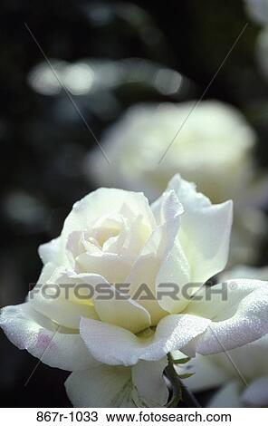 Rose View Large Photo Image Stock Image - Rose. Fotosearch