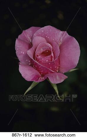 Rose View Large Photo Image Stock Image - Rose. Fotosearch