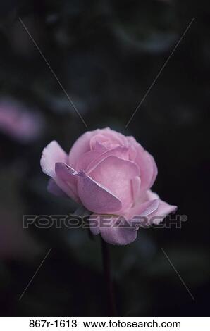 Rose View Large Photo Image Stock Image - Rose. Fotosearch
