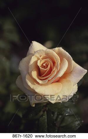Rose View Large Photo Image Stock Image - Rose. Fotosearch