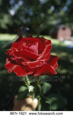 Stock Image - Rose. Fotosearch