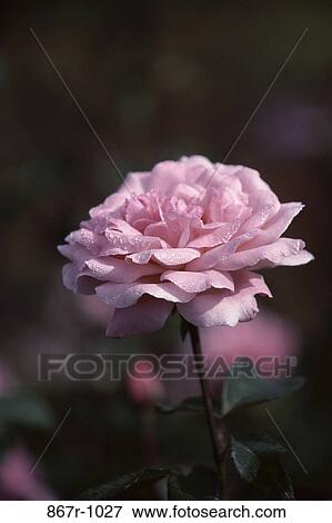 Stock Photo - rose. Fotosearch