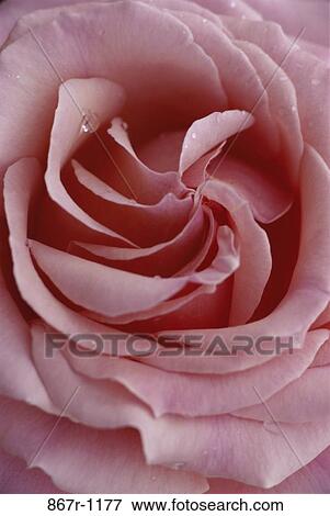 Rose View Large Photo Image Stock Photo - Rose. Fotosearch