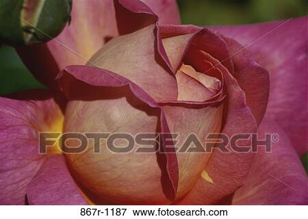 Stock Photo - Rose. Fotosearch