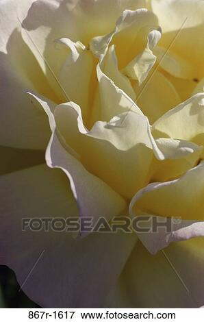 Stock Photo - Rose. Fotosearch