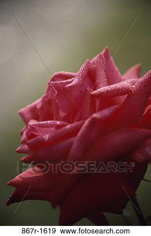 Rose View Large Photo Image Stock Photo - Rose. Fotosearch