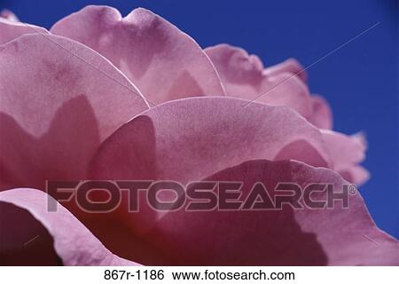 Stock Photograph - Rose. Fotosearch