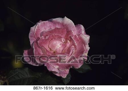 Rose View Large Photo Image Stock Photograph - Rose. Fotosearch