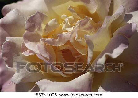 Stock Photography - Rose. Fotosearch