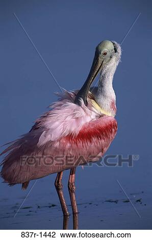 Roseate Spoonbill View Large Photo Image Stock Image - Roseate Spoonbill. Fotosearch