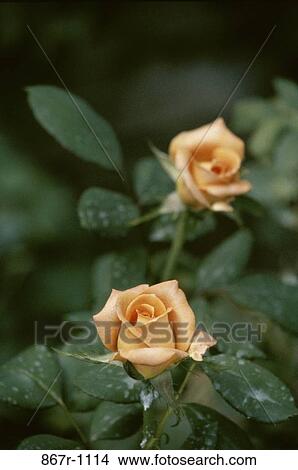Roses View Large Photo Image Picture - Roses. Fotosearch