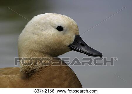 Ruddy Shelduck View Large Photo Image Stock Photograph - Ruddy Shelduck. Fotosearch