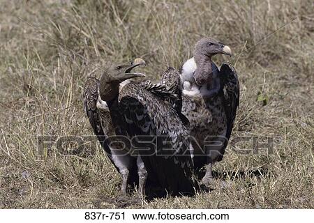 Ruppell's Griffons View Large Photo Image Stock Image - Ruppell's Griffons. Fotosearch