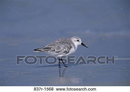 Sanderling View Large Photo Image Stock Photo - Sanderling. Fotosearch