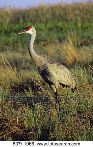 Sandhill Crane View Large Photo Image Stock Photograph - Sandhill Crane. Fotosearch