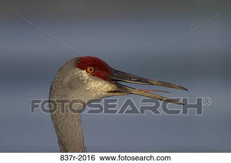 Stock Photograph - Sandhill Crane. Fotosearch