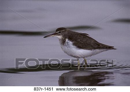 Stock Image - Sandpiper. Fotosearch