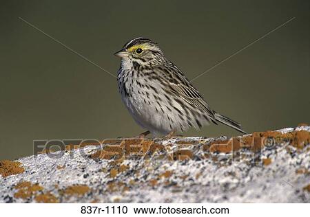 Stock Image - Savannah Sparrow. Fotosearch