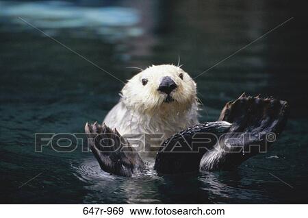 Sea Otter View Large Photo Image Stock Photo - Sea Otter. Fotosearch