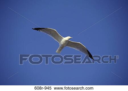 Seagull View Large Photo Image Stock Photography - Seagull. Fotosearch