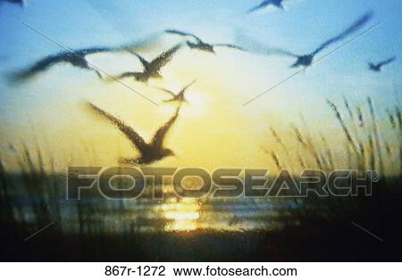 Seagulls, Florida, USA View Large Photo Image Stock Image - Seagulls, Florida, USA. Fotosearch