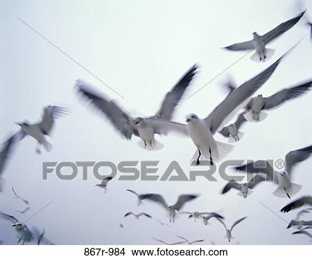 Seagulls View Large Photo Image Picture - Seagulls. Fotosearch
