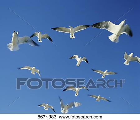 Seagulls View Large Photo Image Stock Image - Seagulls. Fotosearch