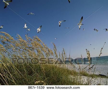 Seagulls View Large Photo Image Stock Photo - Seagulls. Fotosearch