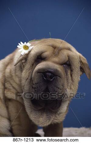 Shar-Pei View Large Photo Image Stock Image - Shar-Pei. Fotosearch