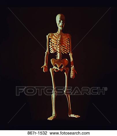 skeleton, health, still life, medical, model, bones View Large Photo Image Stock Image - skeleton, health, still life, medical, model, bones. Fotosearch