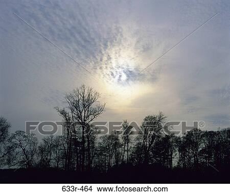 sky, clouds, sunlight, silhouette, trees, nature View Large Photo Image Picture - sky, clouds, sunlight, silhouette, trees, nature. Fotosearch