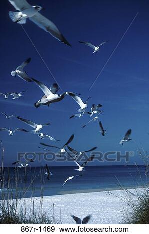 Stock Photo - sky, flight, birds, water, flock, animals, blue. Fotosearch