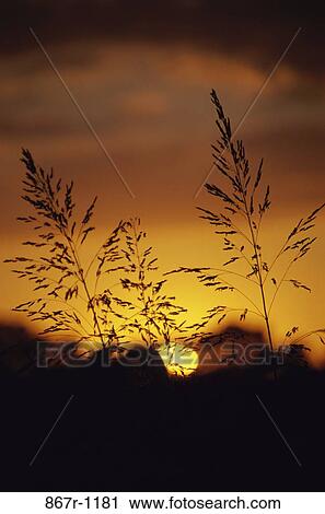 sky, grass, plants, clouds, sea, sun, dusk View Large Photo Image Stock Image - sky, grass, plants, clouds, sea, sun, dusk. Fotosearch