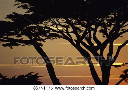 Stock Photography - sky, sunset, silhouette, trees, nature, Trees nature. Fotosearch
