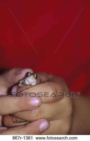 small, people, frog, hands, holding, boy, contrast View Large Photo Image Stock Image - small, people, frog, hands, holding, boy, contrast. Fotosearch