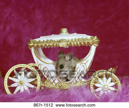 small, rat, mouse, carriage, toy, animal View Large Photo Image Stock Image - small, rat, mouse, carriage, toy, animal. Fotosearch