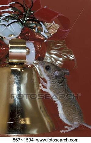 smelling, mouse, Christmas, curious, bell, ornament View Large Photo Image Picture - smelling, mouse, Christmas, curious, bell, ornament. Fotosearch