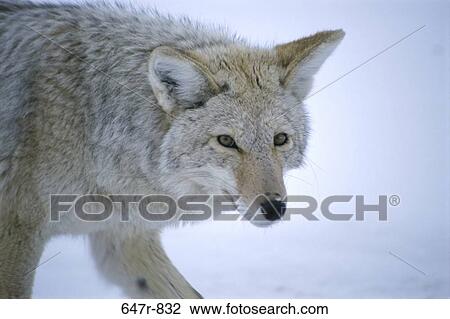snow, coyote, winter, wild, Wyoming, animal View Large Photo Image Stock Image - snow, coyote, winter, wild, Wyoming, animal. Fotosearch