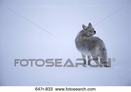 snow, dog, coyote, winter, wild, outdoors View Large Photo Image Stock Image - snow, dog, coyote, winter, wild, outdoors. Fotosearch